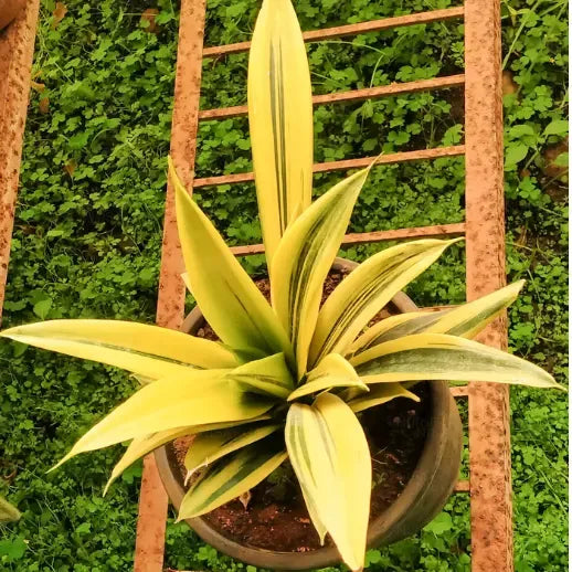 Sansevieria 'golden Flame' - View 5 from www redcrocus com