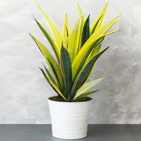 Sansevieria 'golden Flame' - View 8 from www redcrocus com