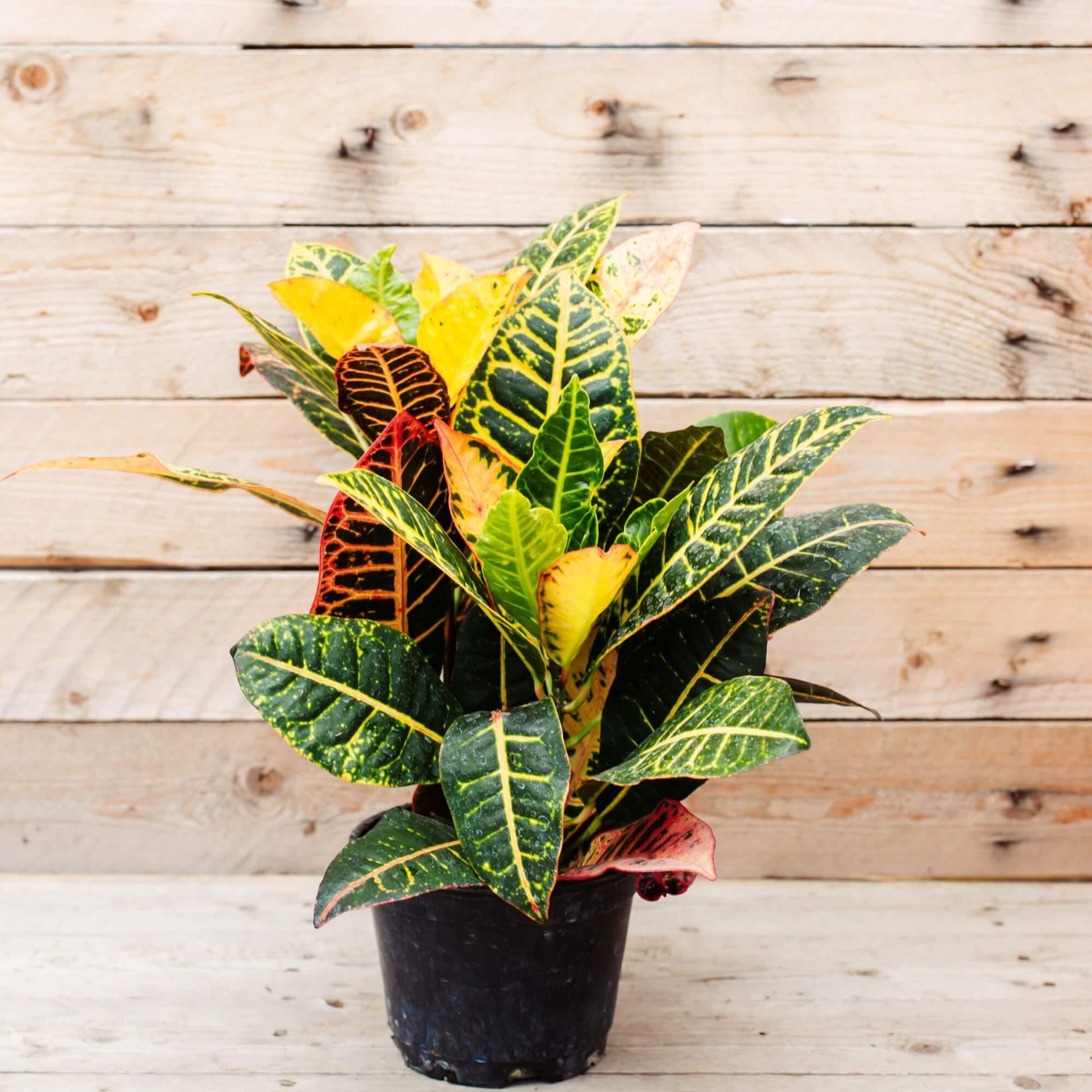 Croton, Codiaeum, Standard - View 11 from www redcrocus com