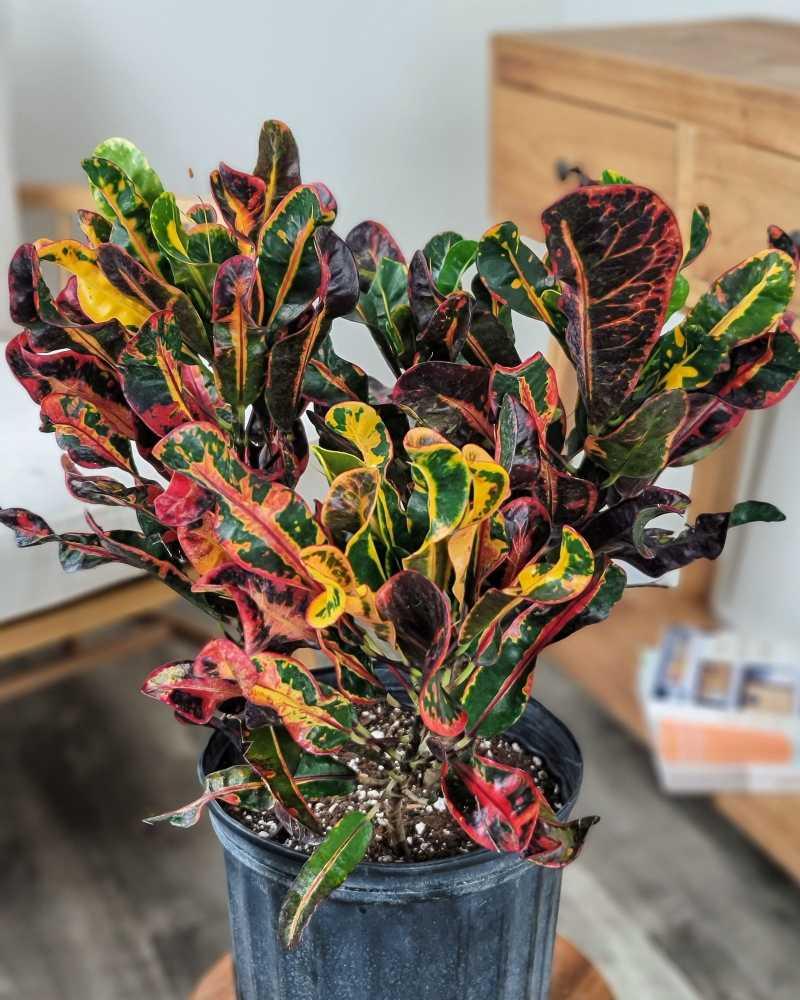 Croton, Codiaeum, Standard - View 12 from www redcrocus com