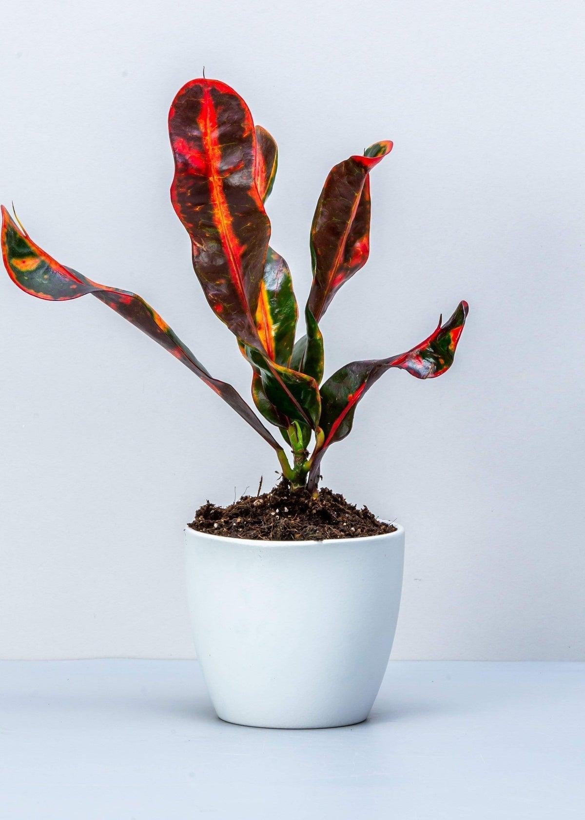 Croton, Codiaeum, Standard - View 14 from www redcrocus com