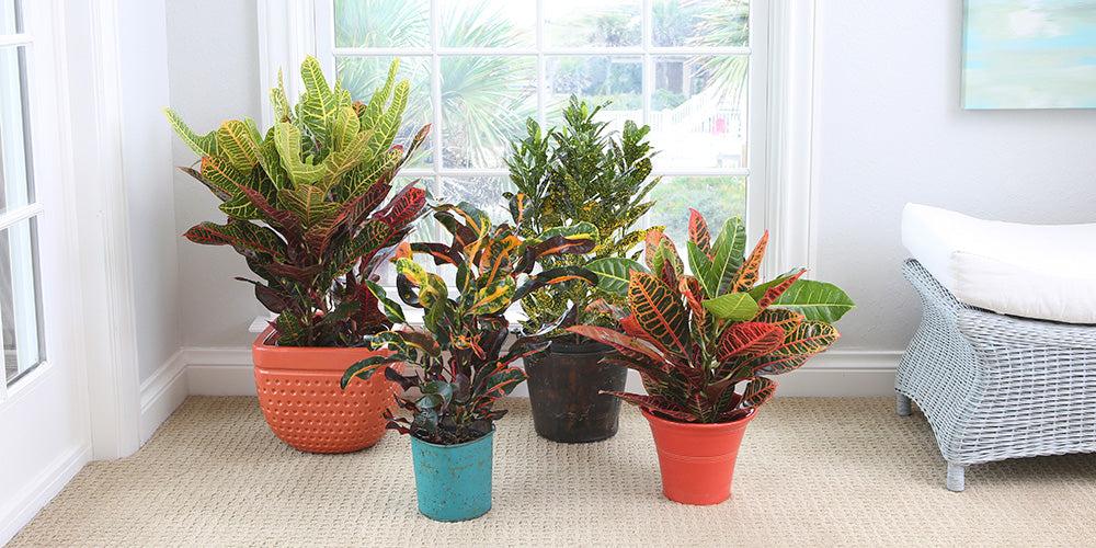 Croton, Codiaeum, Standard - View 15 from www redcrocus com