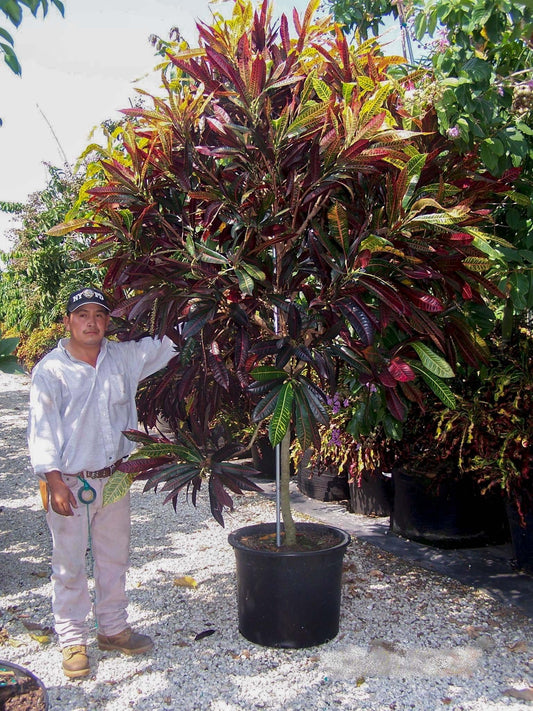 Croton, Codiaeum, Standard - View 1 from www redcrocus com
