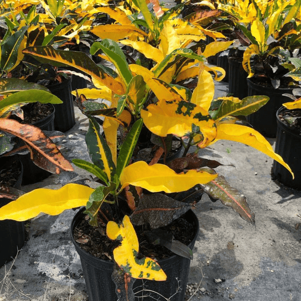 Croton, Codiaeum, Standard - View 2 from www redcrocus com