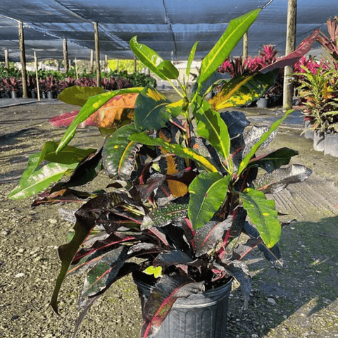 Croton, Codiaeum, Standard - View 3 from www redcrocus com
