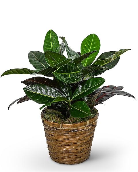 Croton, Codiaeum, Standard - View 7 from www redcrocus com