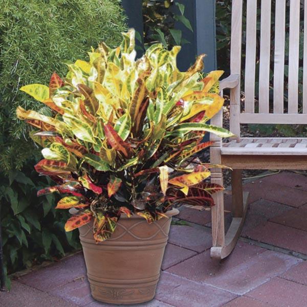 Croton, Codiaeum, Standard - View 8 from www redcrocus com