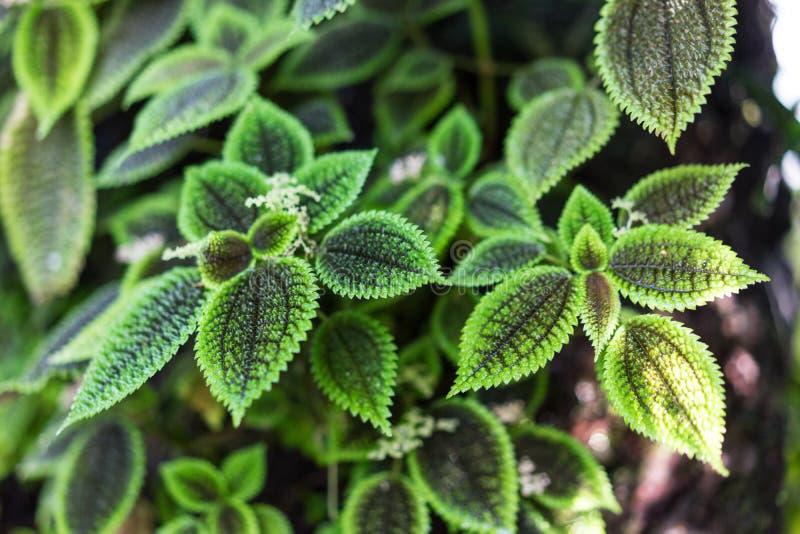 Pilea Green - View 10 from www redcrocus com