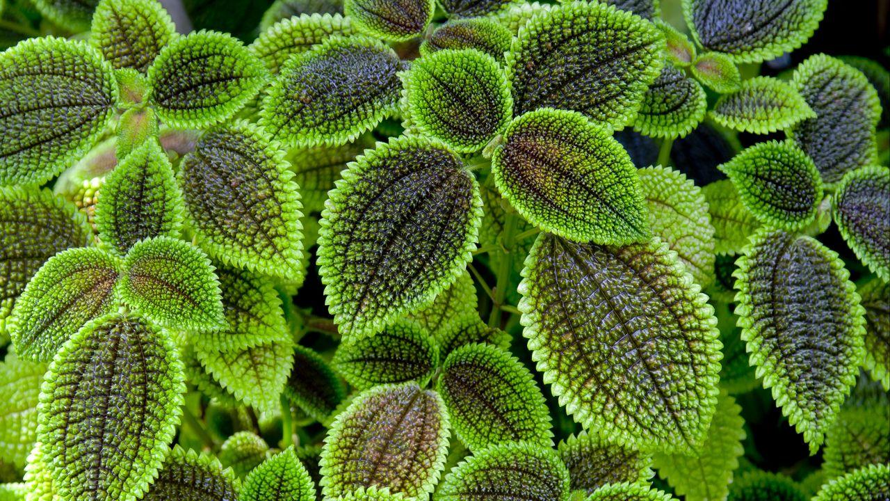 Pilea Green - View 11 from www redcrocus com