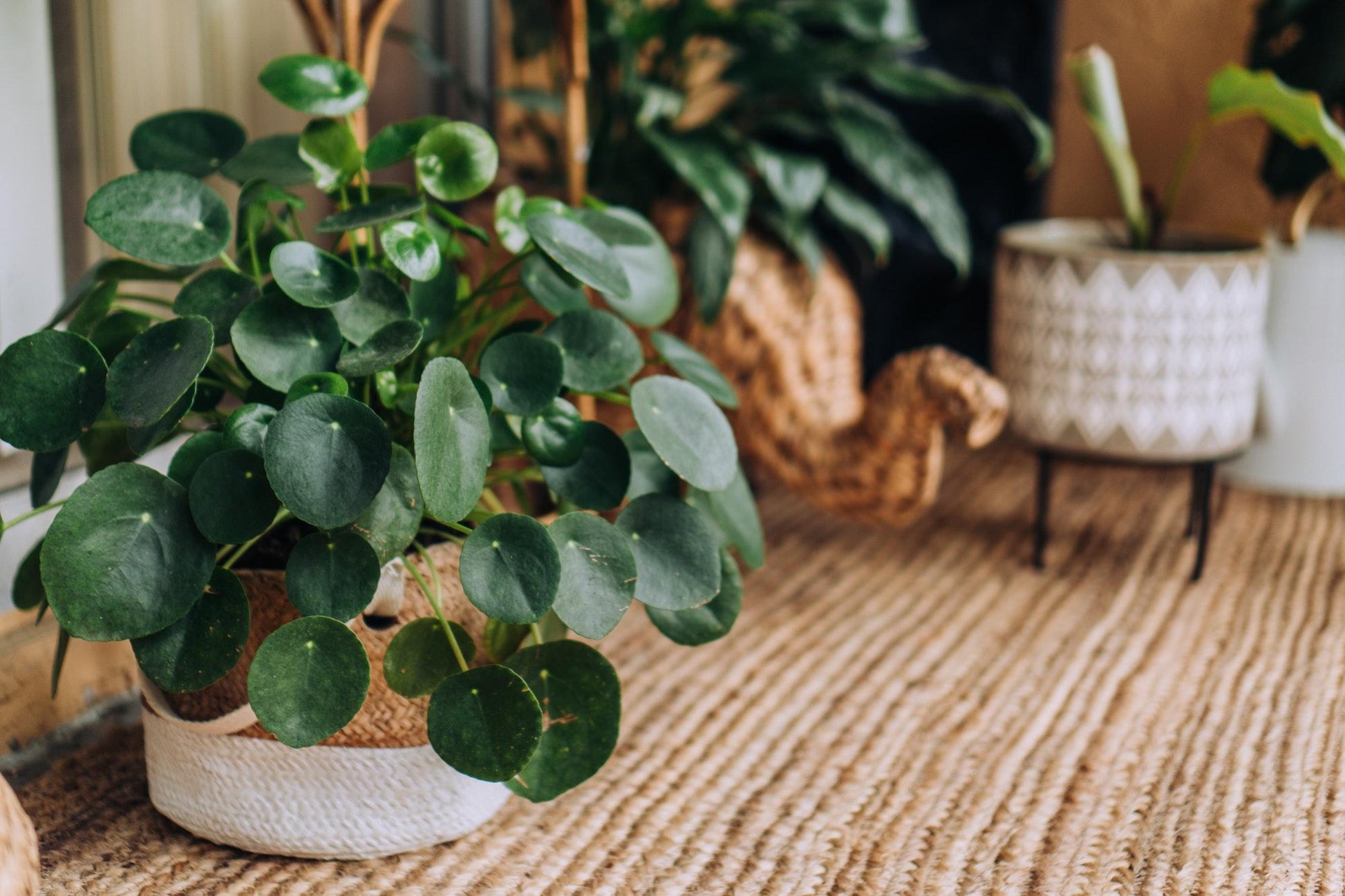 Pilea Green - View 13 from www redcrocus com