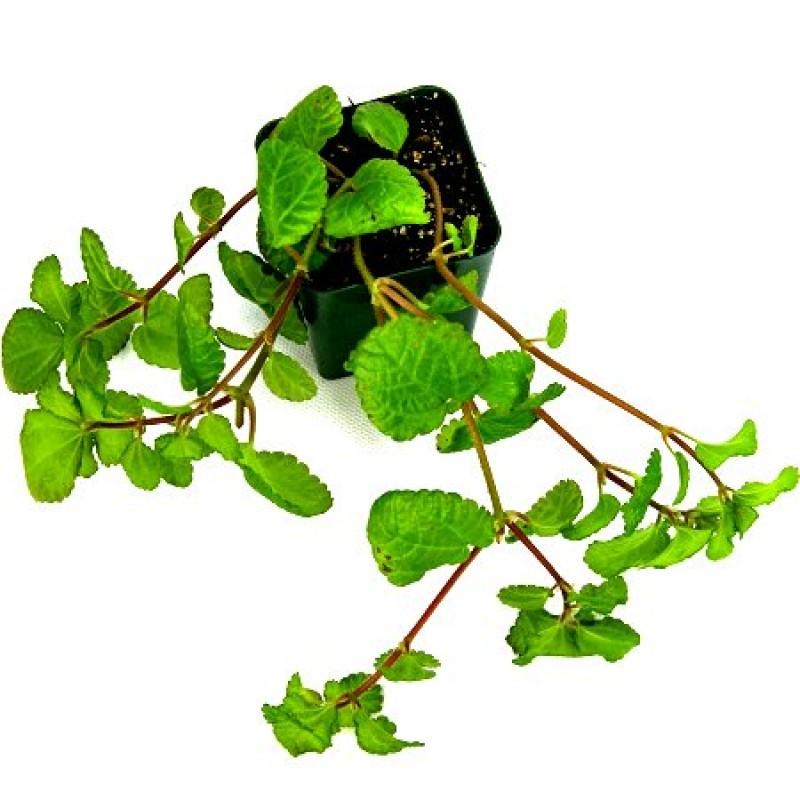 Pilea Green - View 14 from www redcrocus com