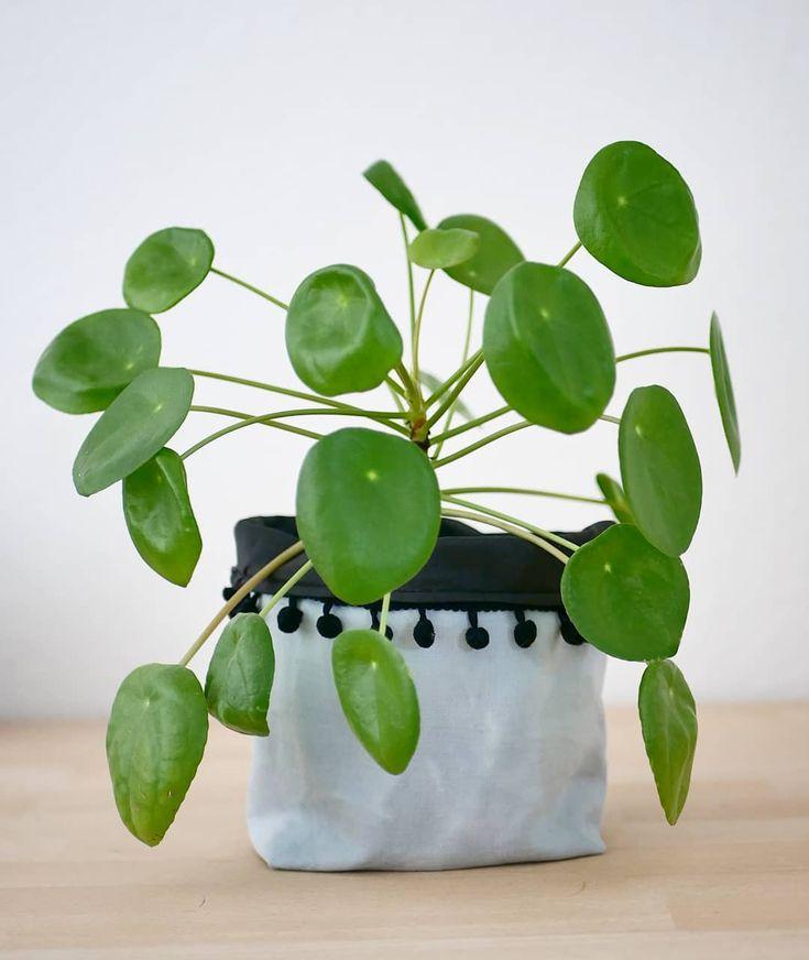 Pilea Green - View 15 from www redcrocus com