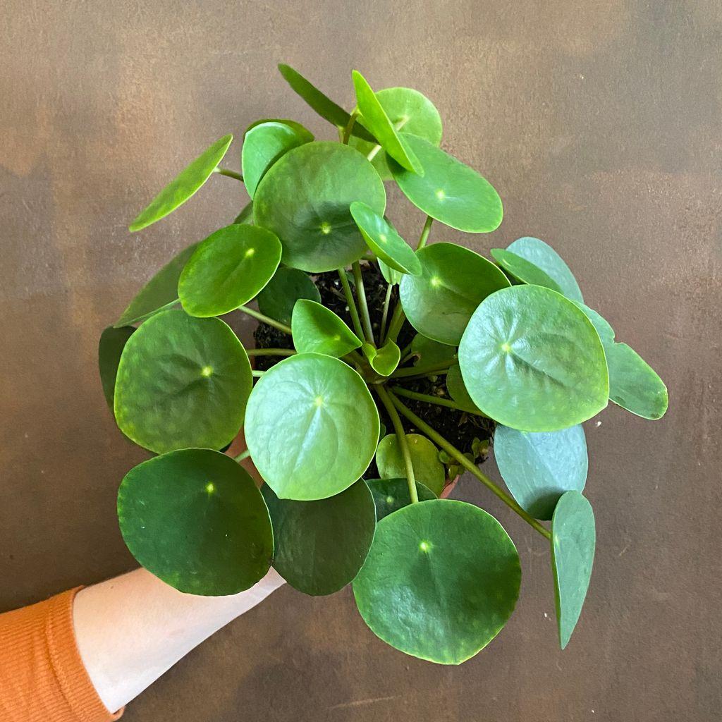 Pilea Green - View 17 from www redcrocus com