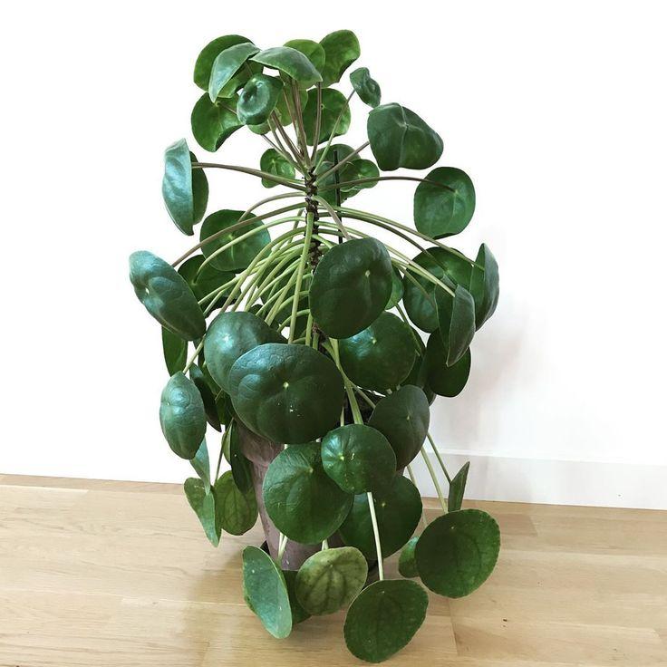 Pilea Green - View 18 from www redcrocus com