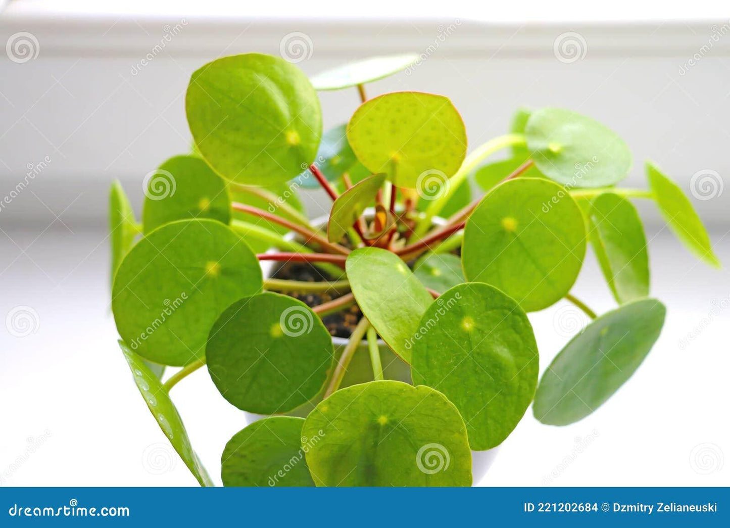 Pilea Green - View 19 from www redcrocus com