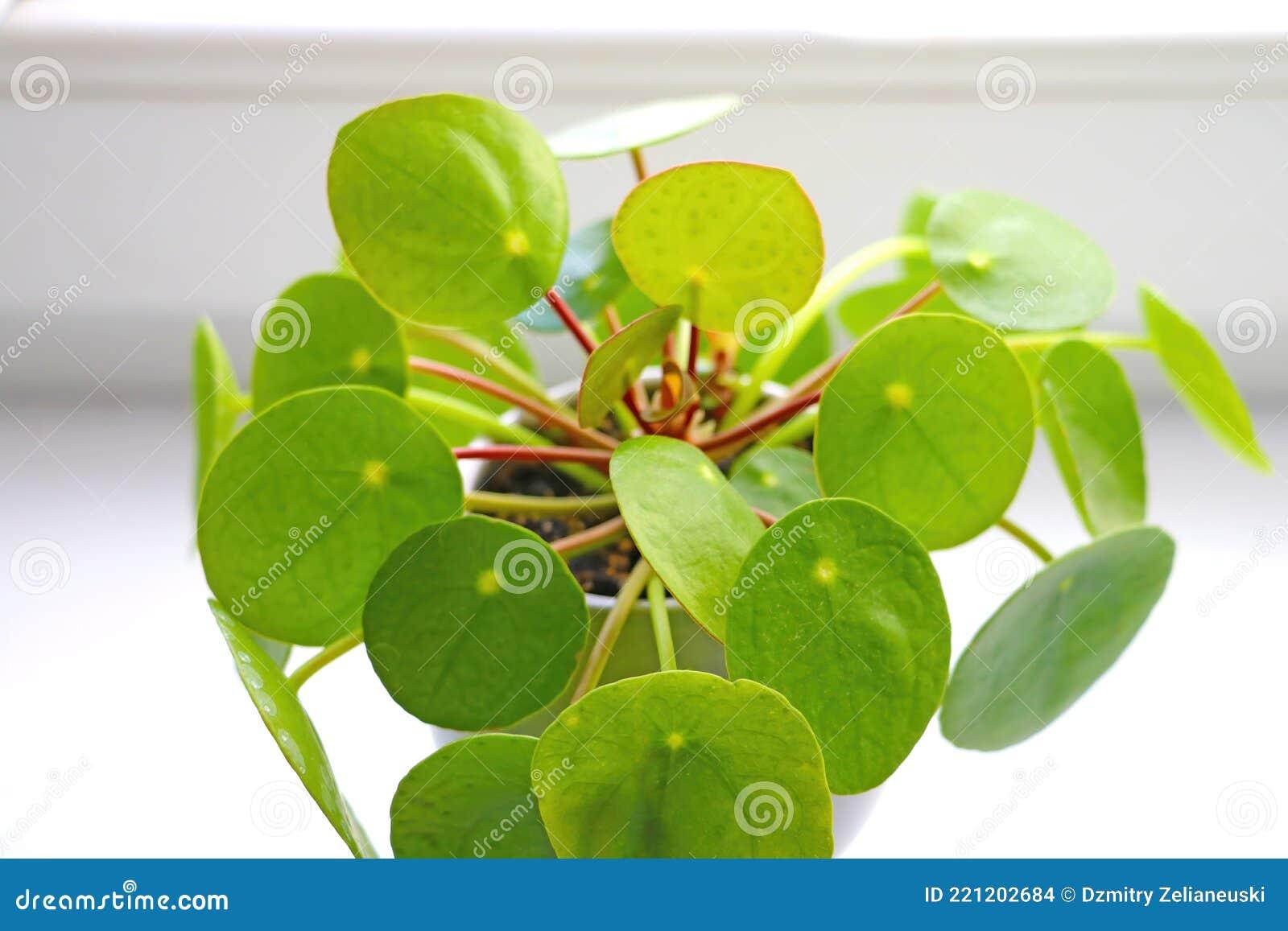 Pilea Green - View 19 from www redcrocus com
