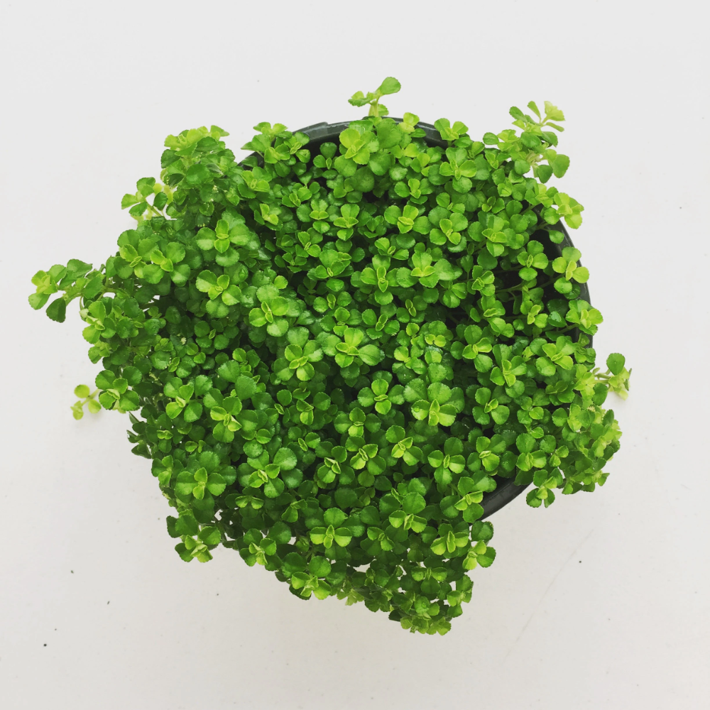 Pilea Green - View 1 from www redcrocus com