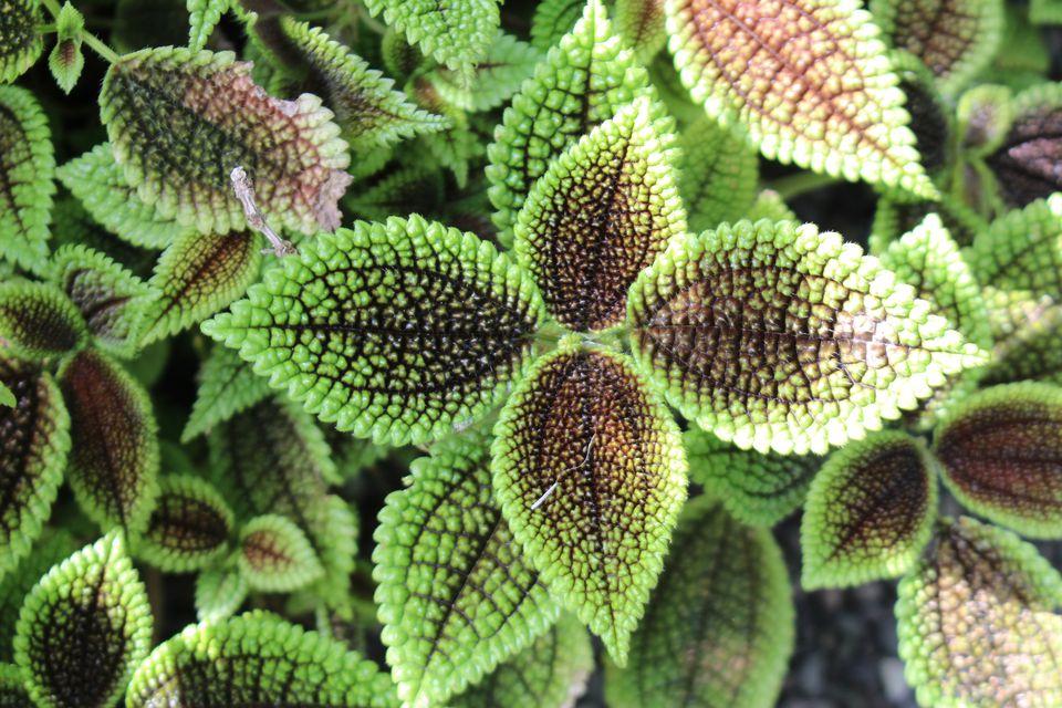 Pilea Green - View 20 from www redcrocus com