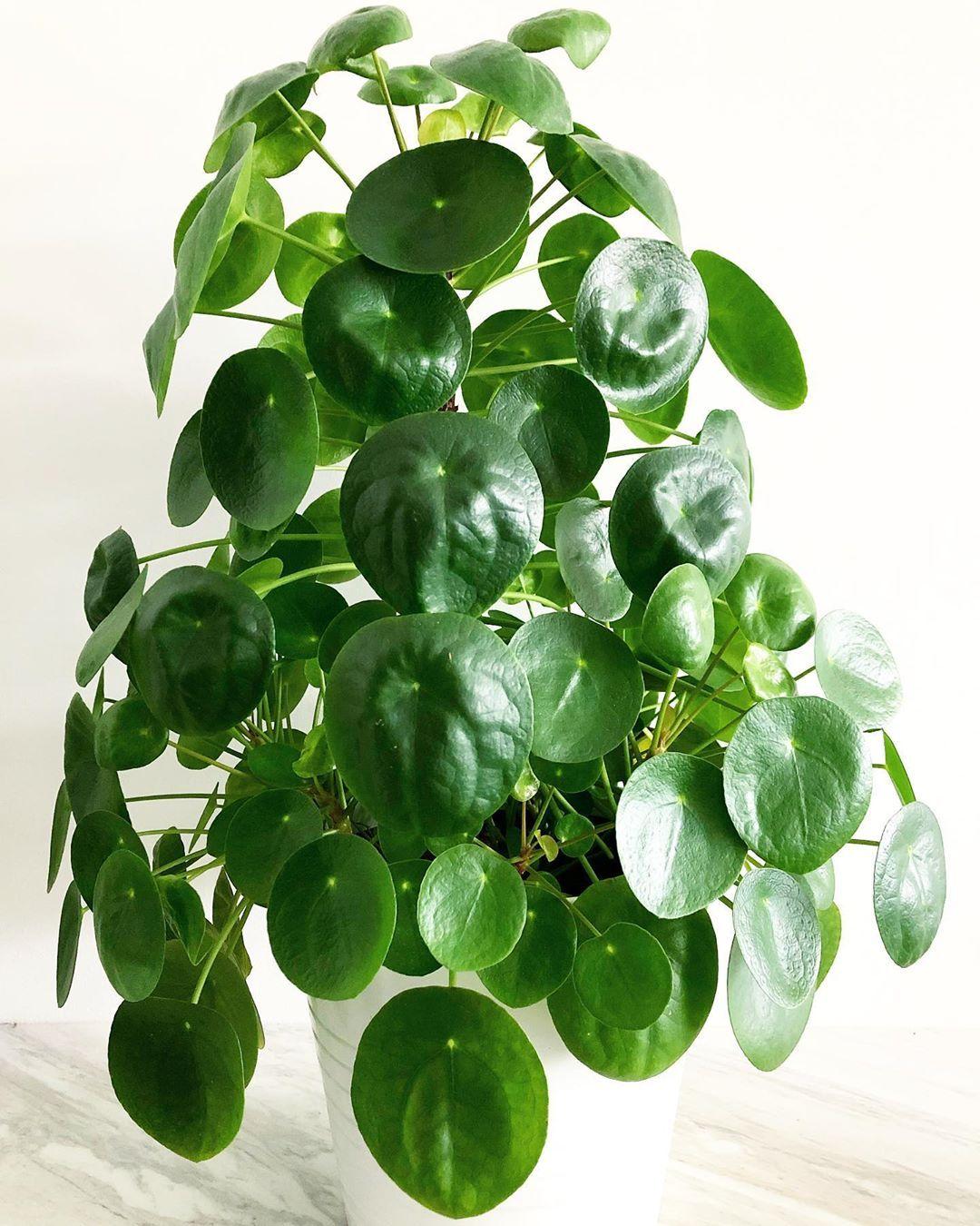 Pilea Green - View 2 from www redcrocus com