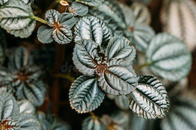 Pilea Green - View 3 from www redcrocus com