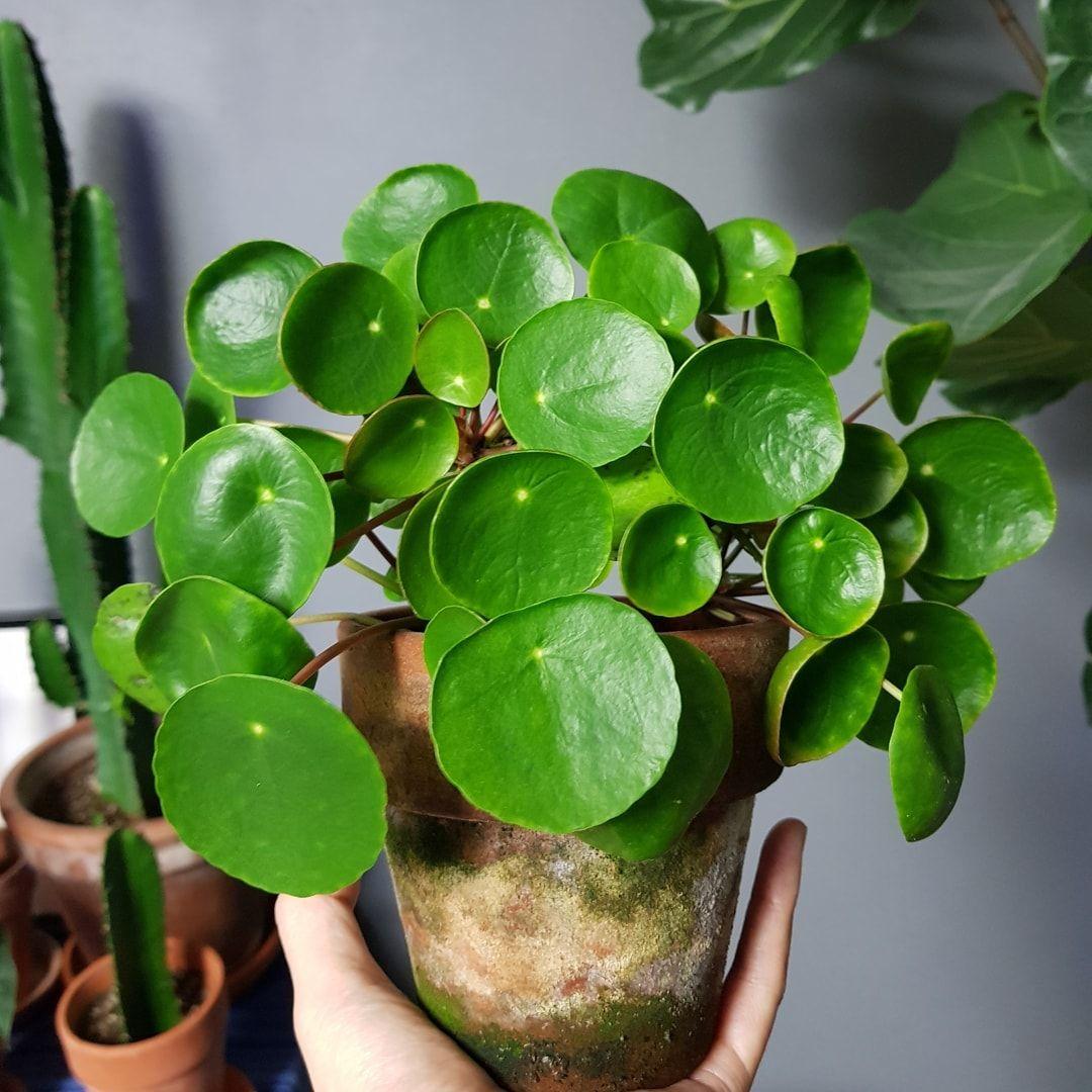 Pilea Green - View 5 from www redcrocus com