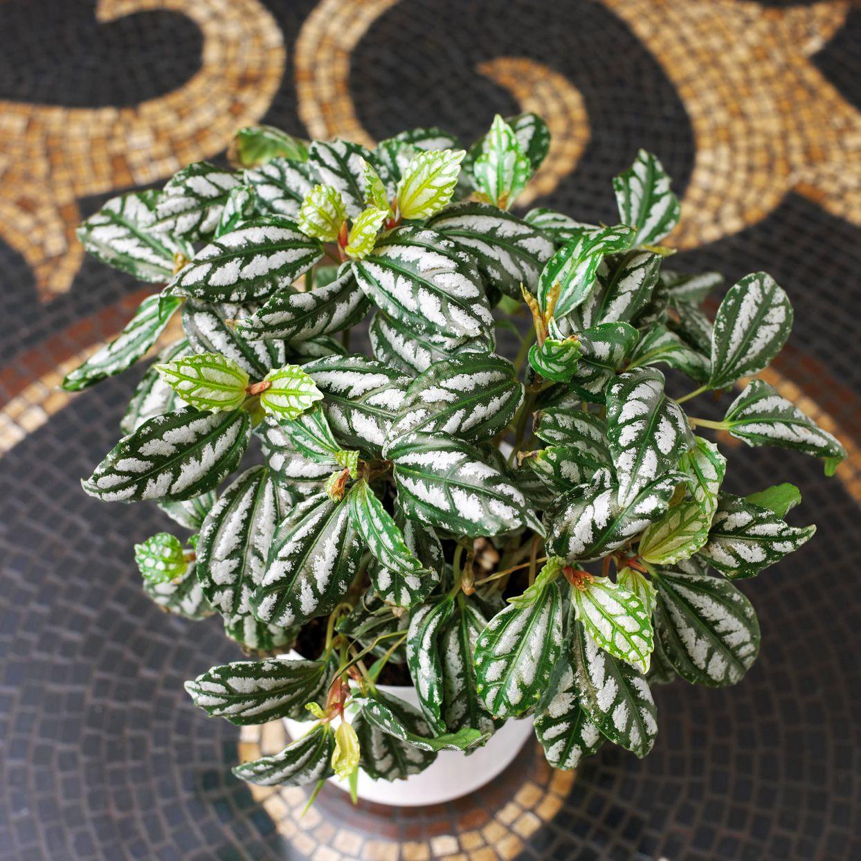 Pilea Green - View 6 from www redcrocus com