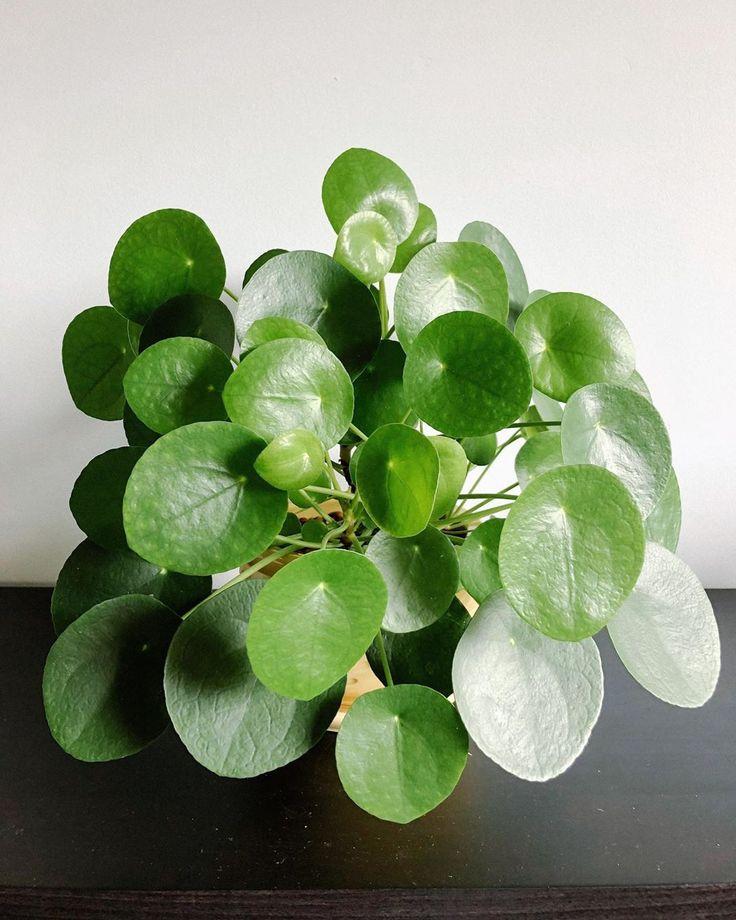 Pilea Green - View 7 from www redcrocus com