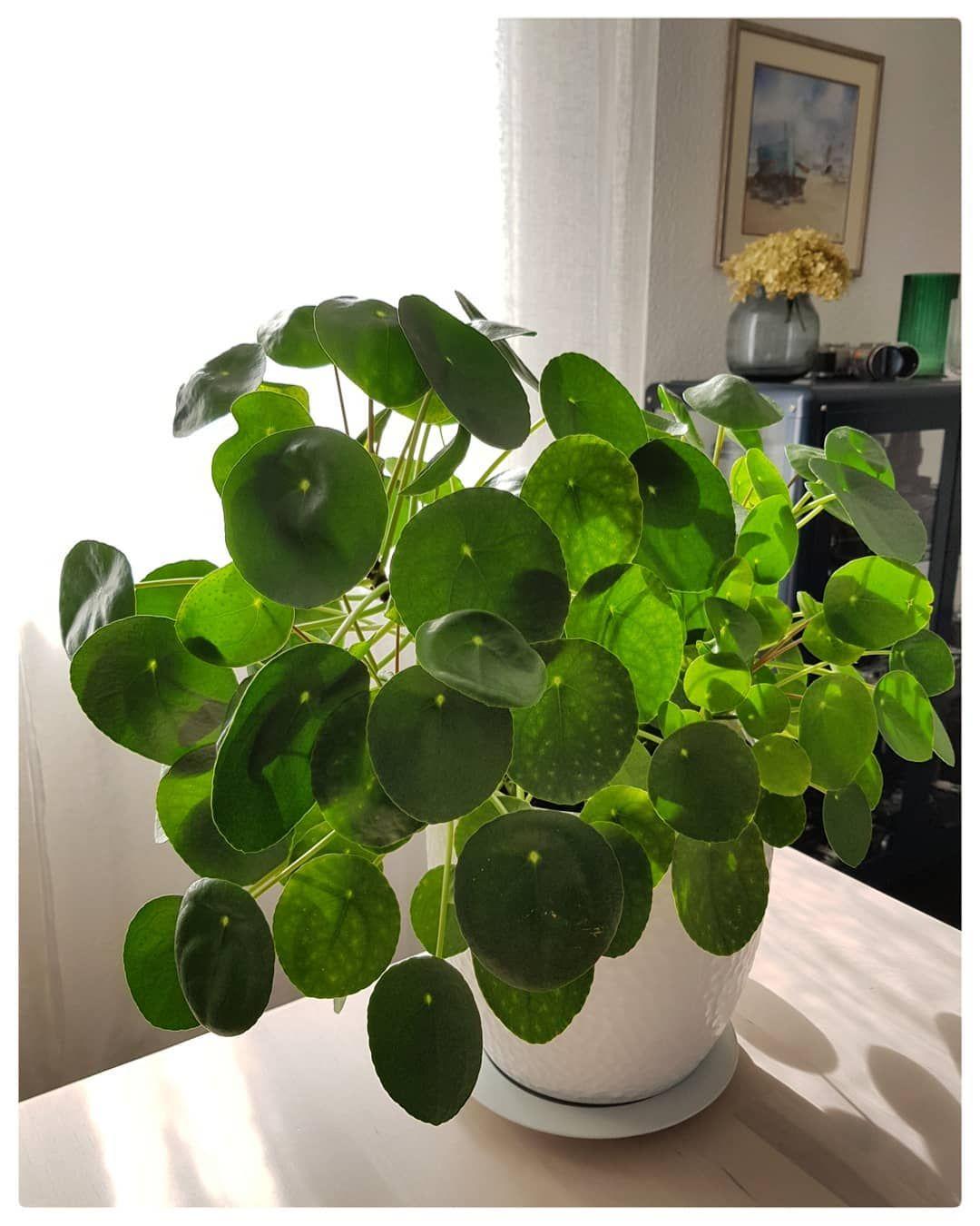 Pilea Green - View 8 from www redcrocus com