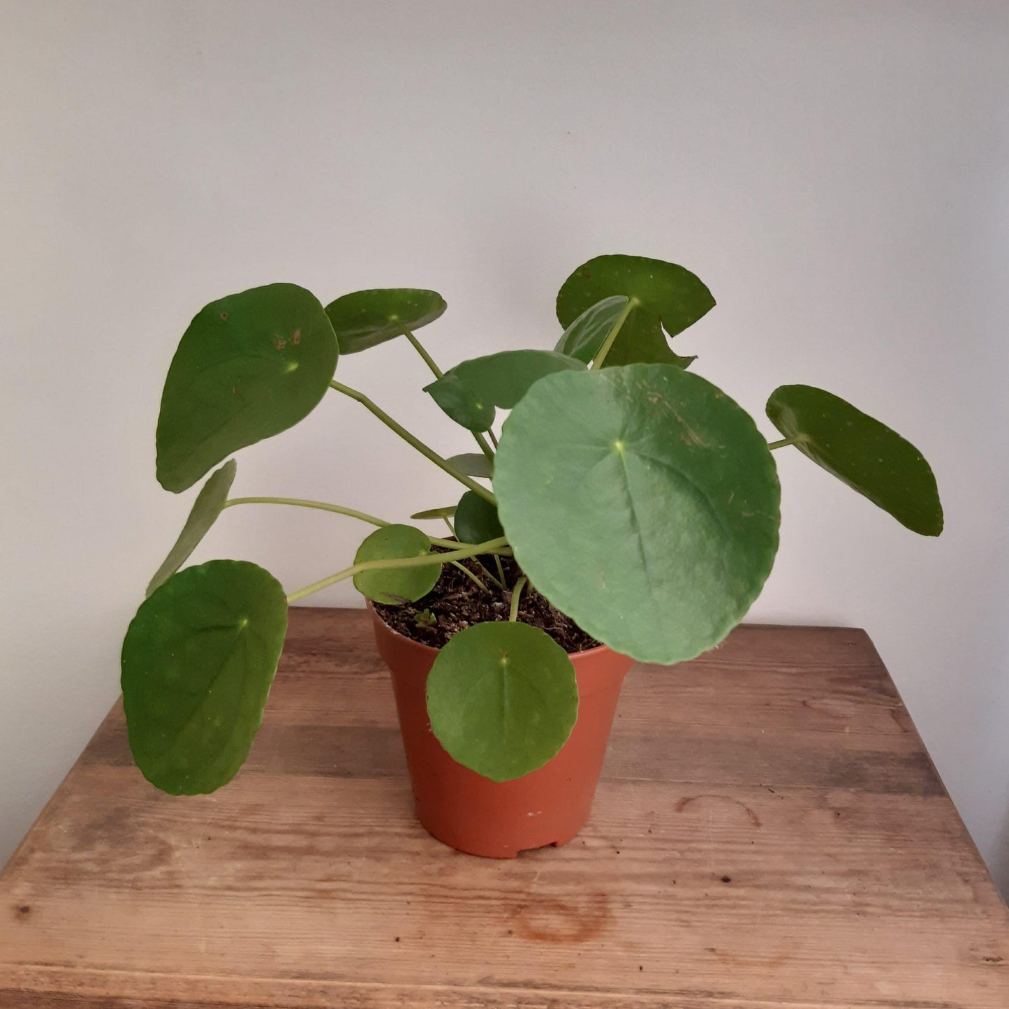 Pilea Green - View 9 from www redcrocus com