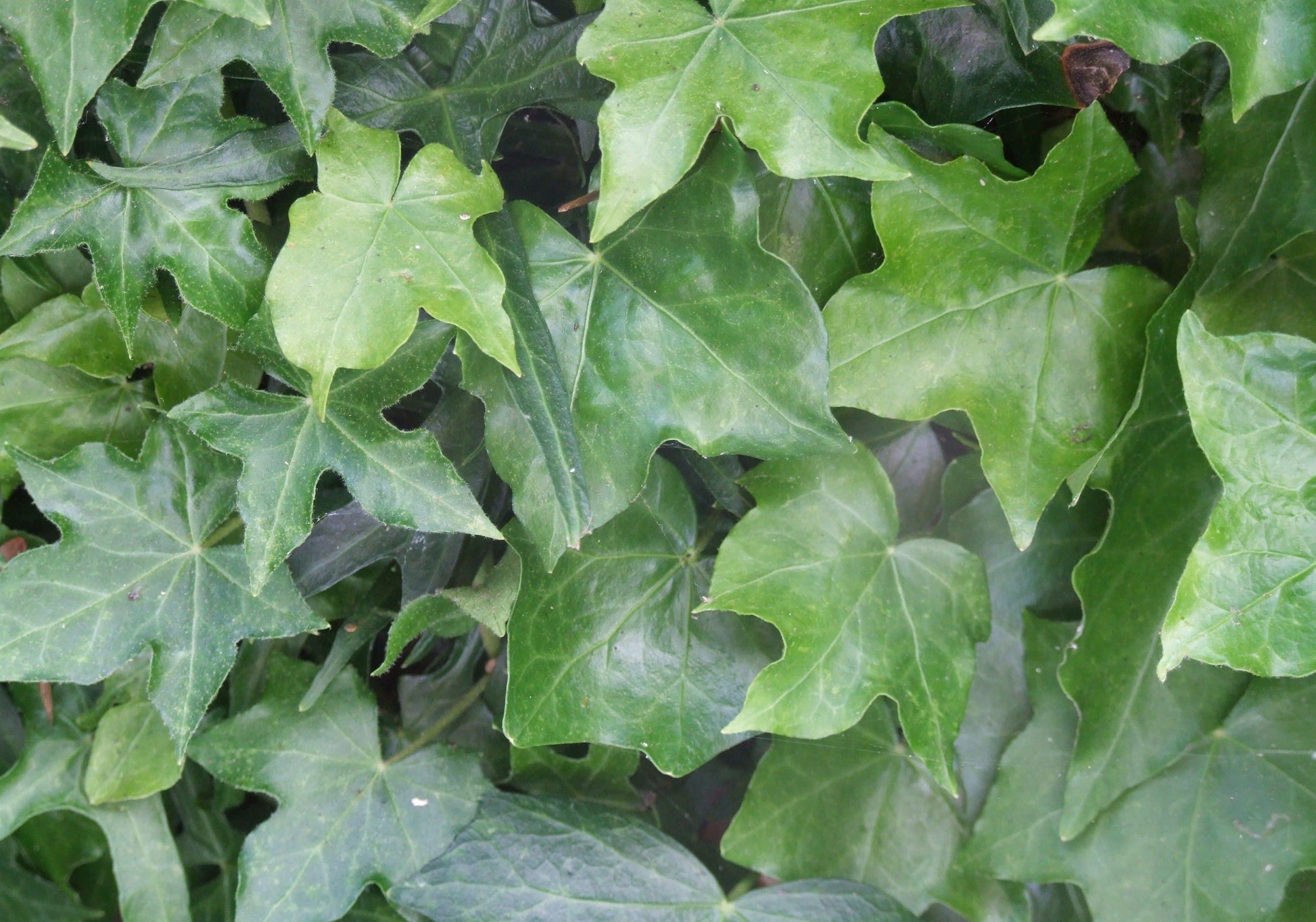 Hedera Helix Cone - View 11 from www redcrocus com