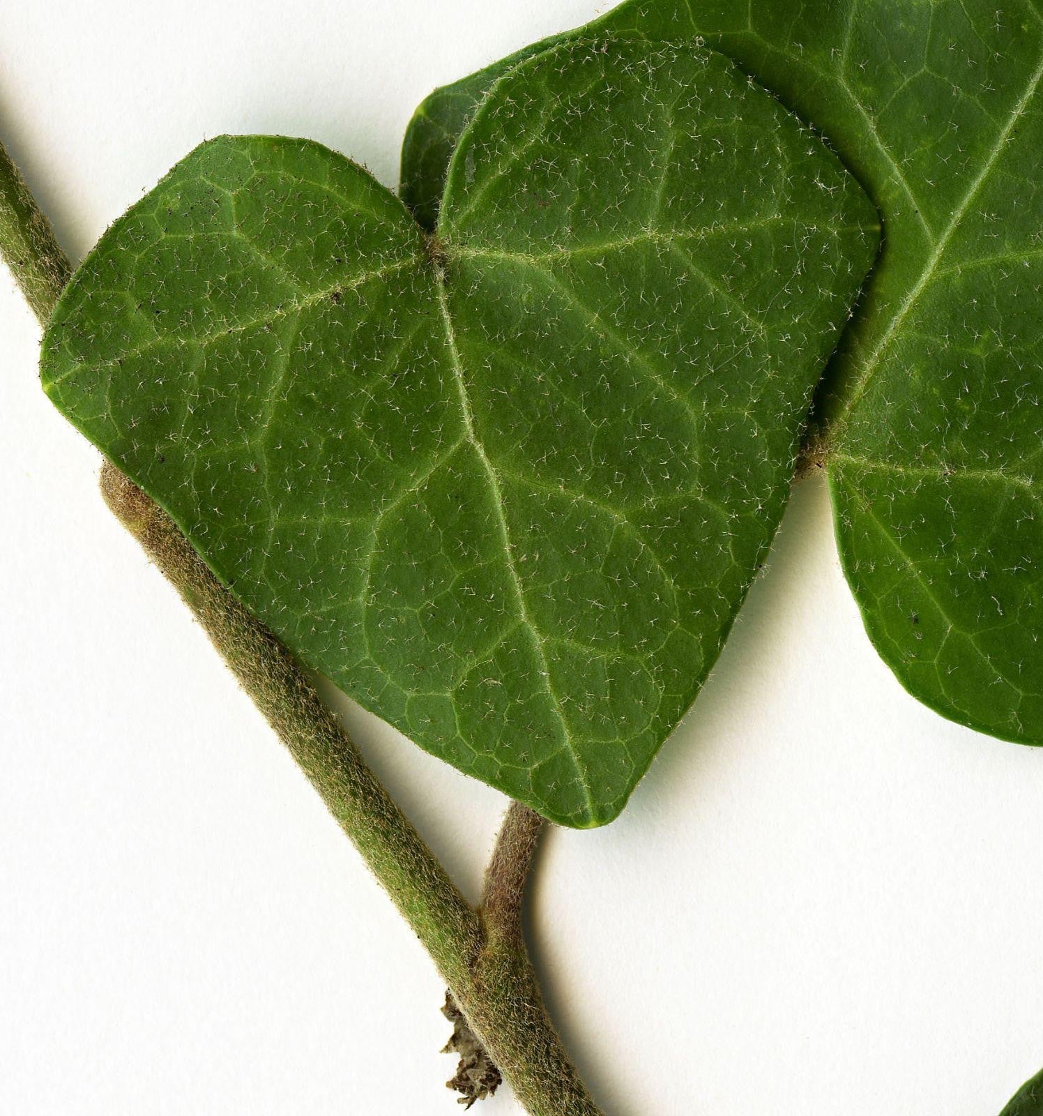 Hedera Helix Cone - View 12 from www redcrocus com