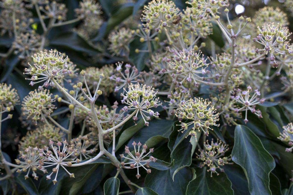 Hedera Helix Cone - View 13 from www redcrocus com