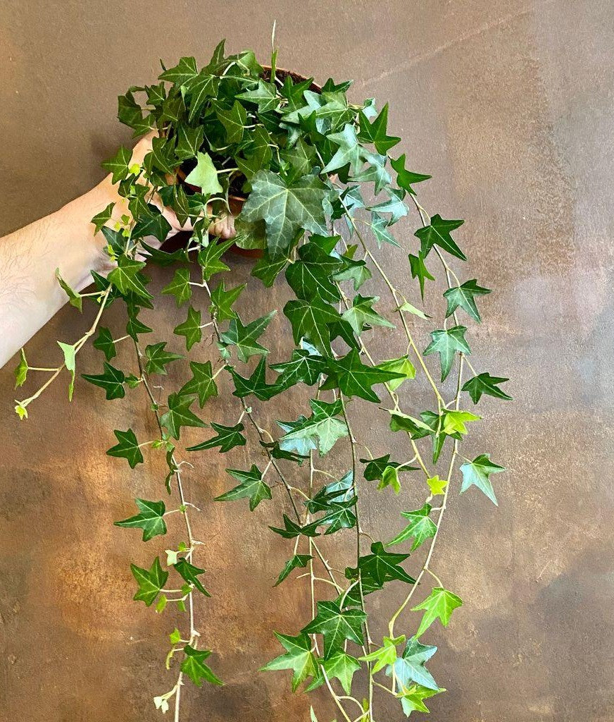 Hedera Helix Cone - View 14 from www redcrocus com