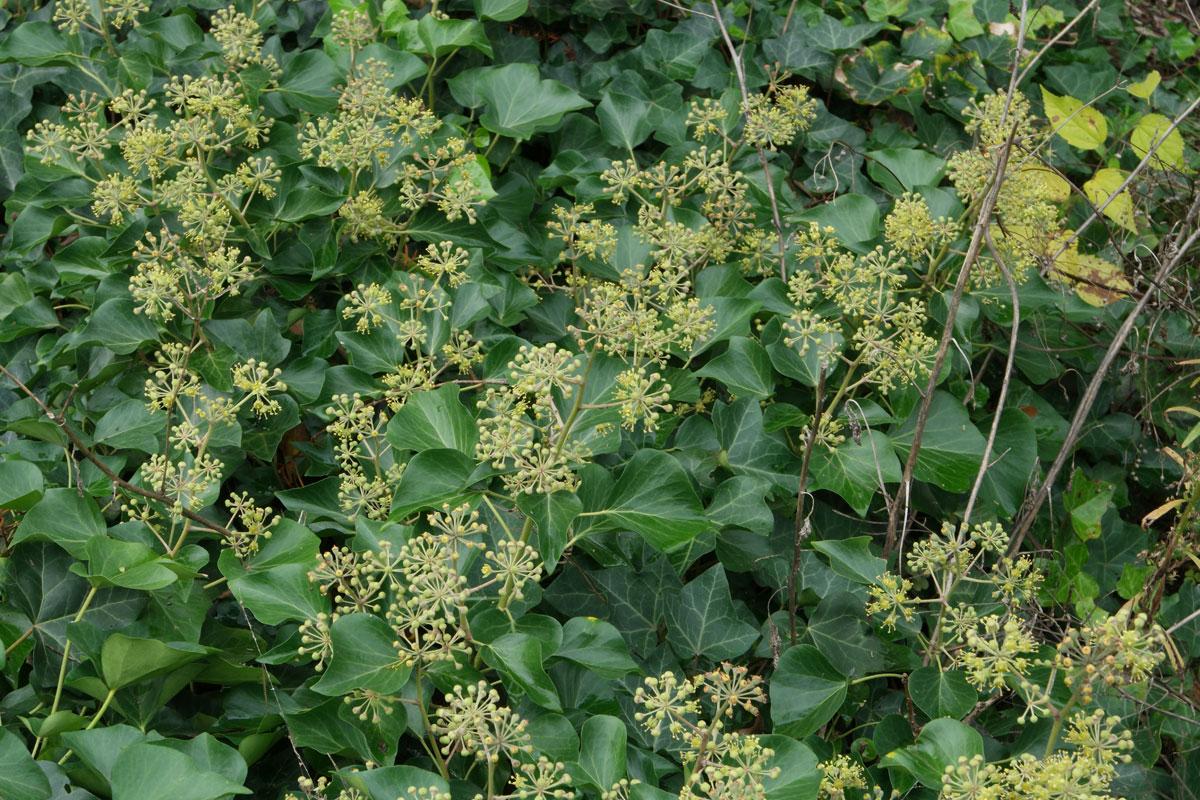 Hedera Helix Cone - View 17 from www redcrocus com