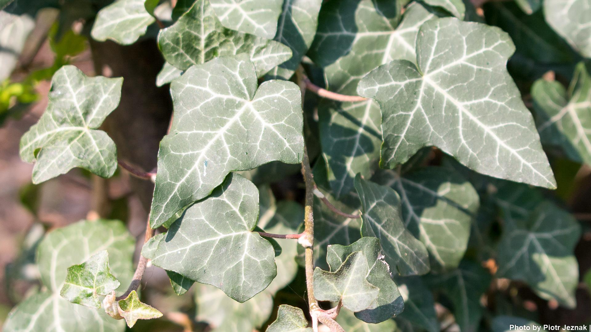 Hedera Helix Cone - View 18 from www redcrocus com