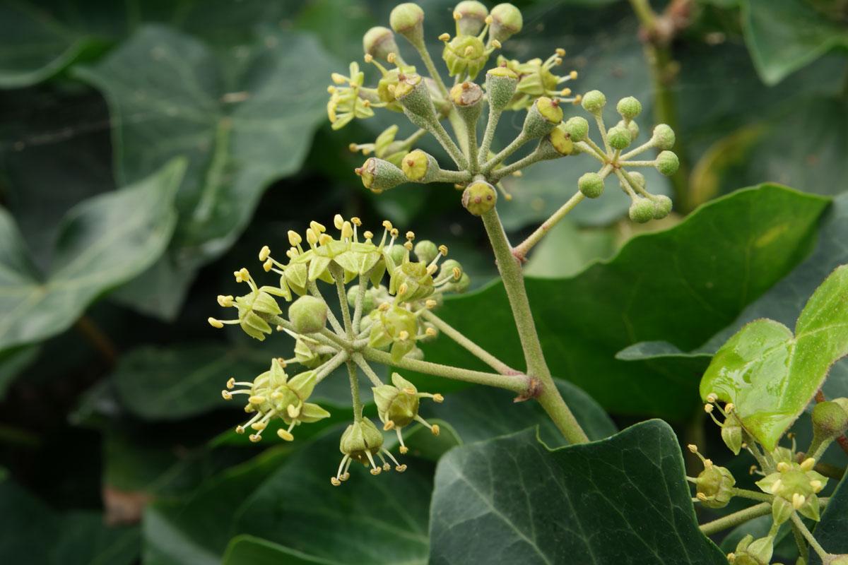 Hedera Helix Cone - View 19 from www redcrocus com