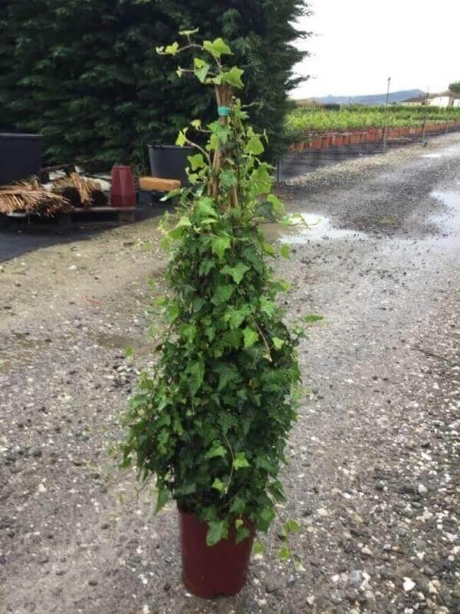 Hedera Helix Cone - View 1 from www redcrocus com