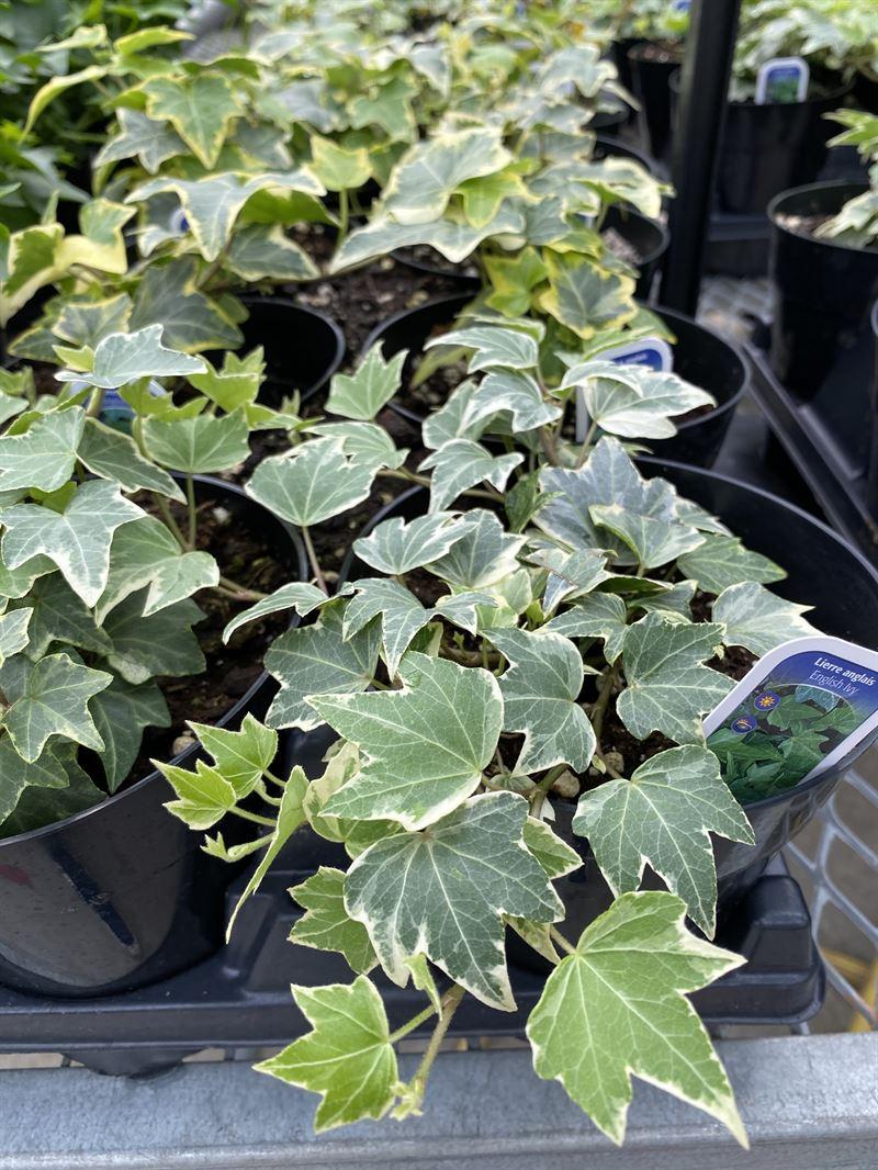 Hedera Helix Cone - View 3 from www redcrocus com