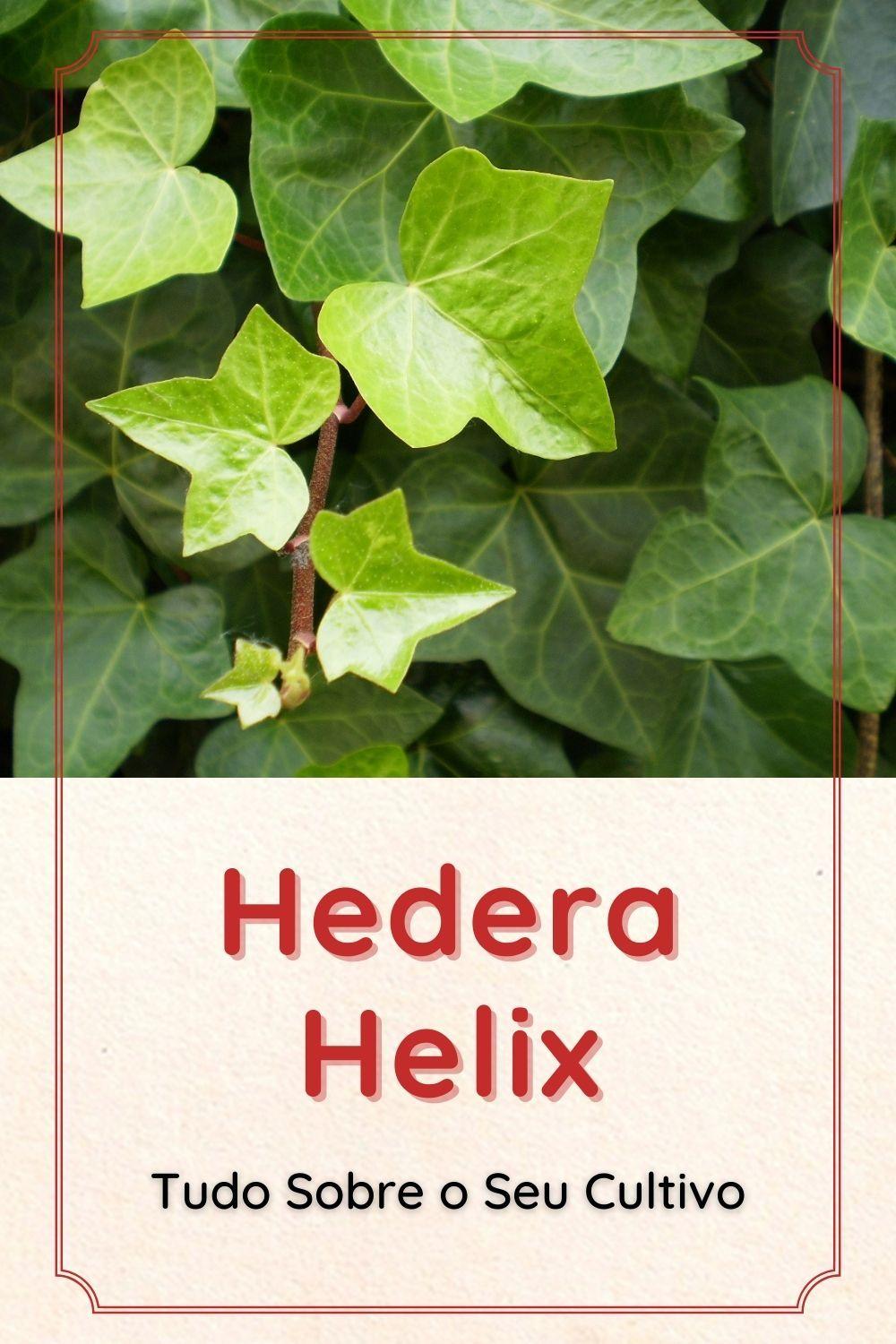 Hedera Helix Cone - View 6 from www redcrocus com