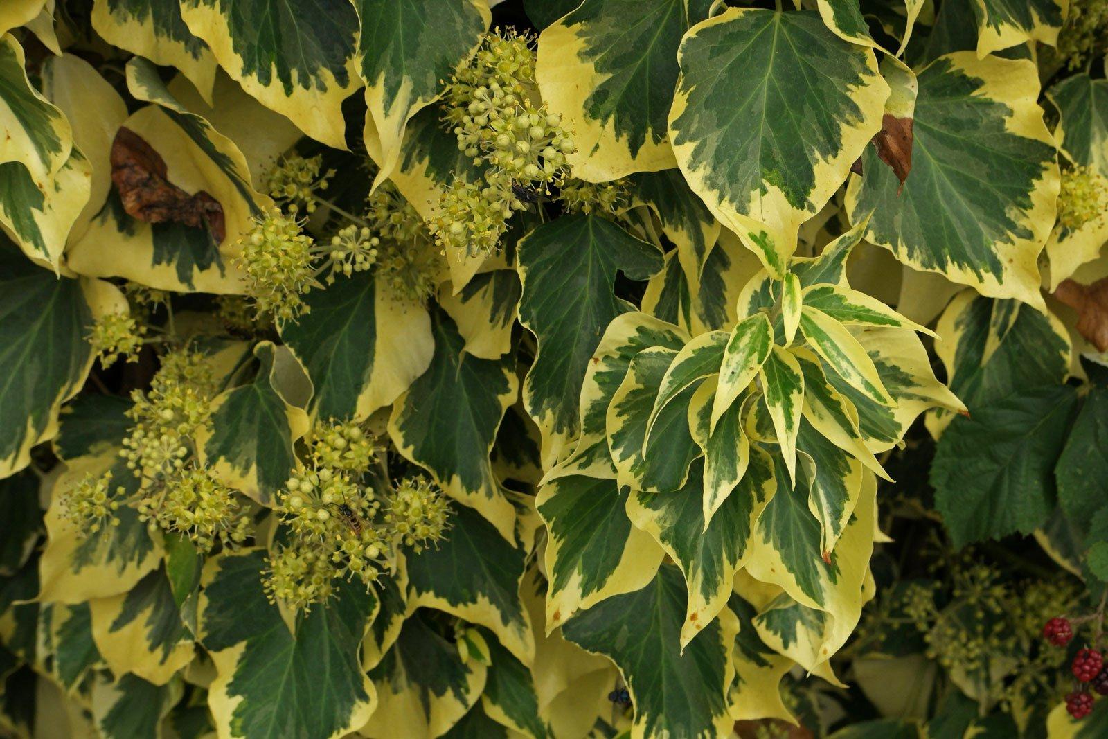 Hedera Helix Cone - View 8 from www redcrocus com