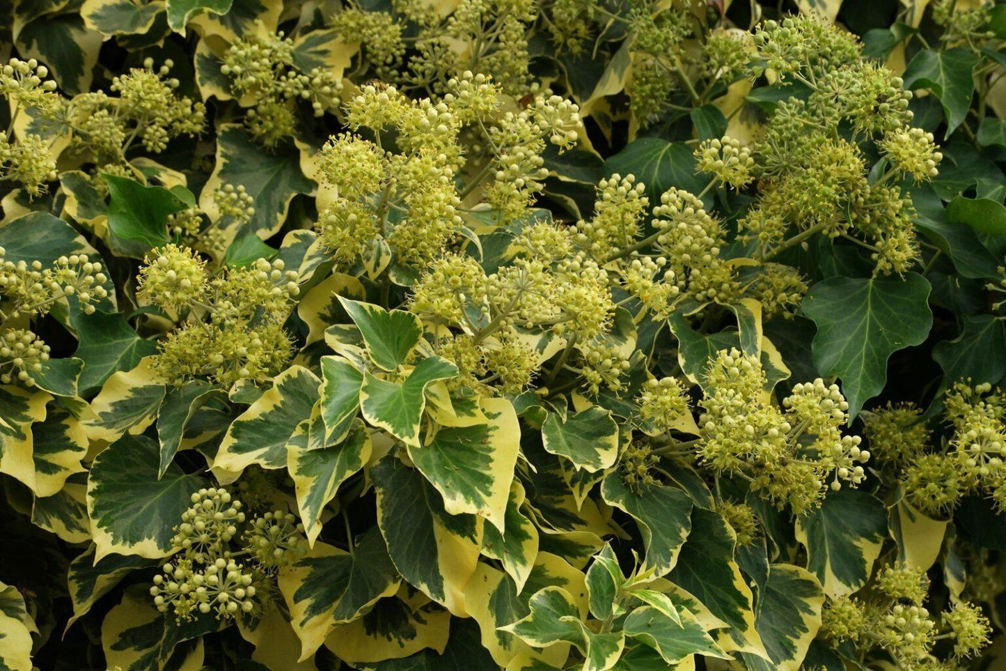 Hedera Helix Cone - View 9 from www redcrocus com