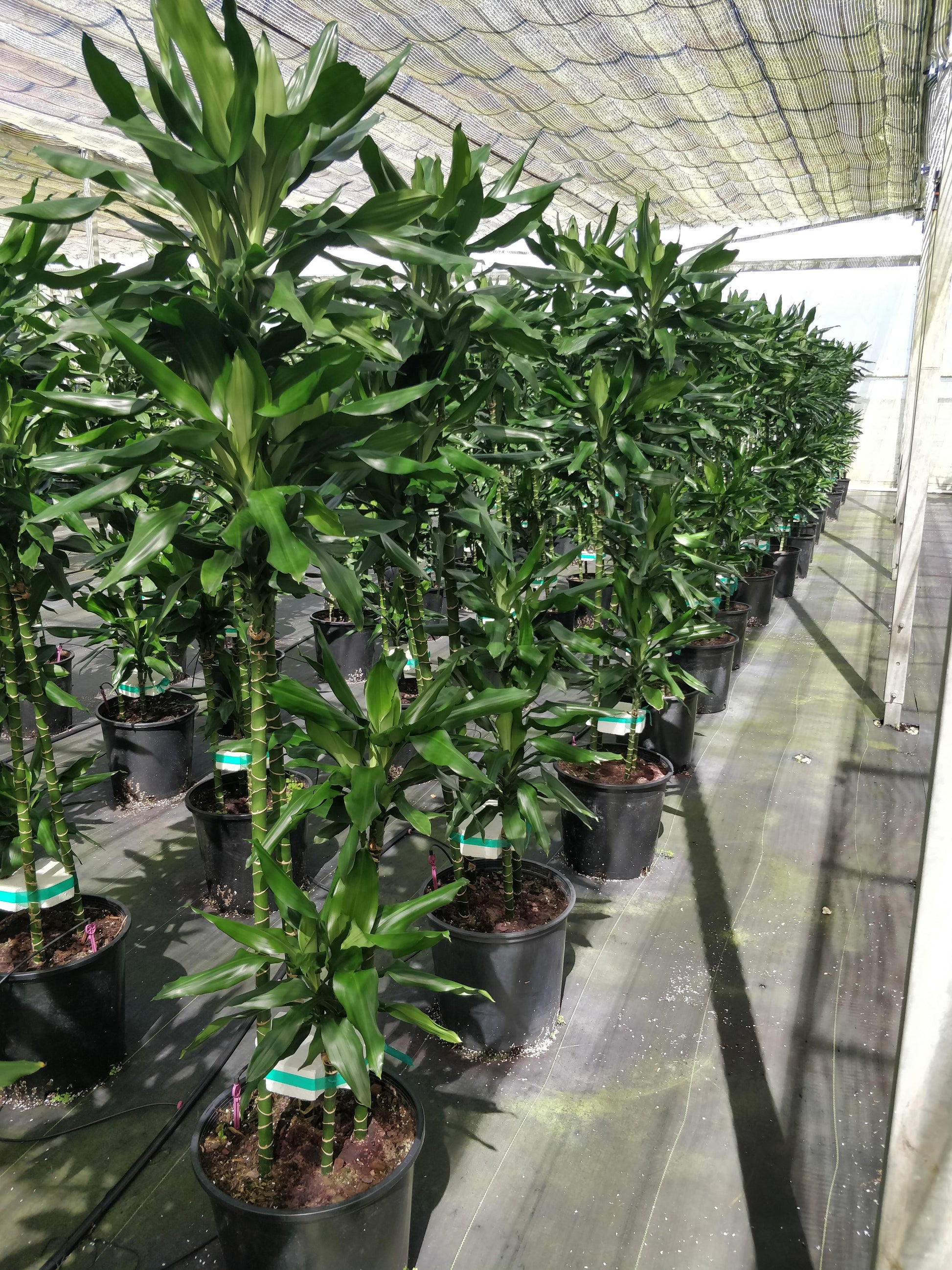 Dracaena Deremensis 'janet Craig' Lind Cane - View 11 from www redcrocus com