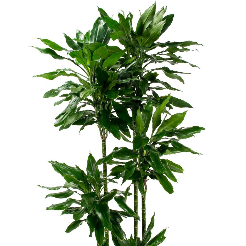 Dracaena Deremensis 'janet Craig' Lind Cane - View 18 from www redcrocus com