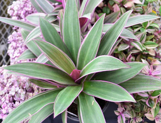 Tradescantia Assorted - View 1 from www redcrocus com