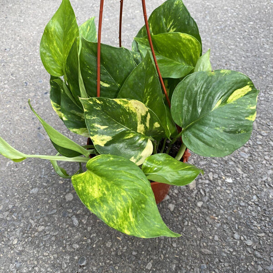 Pothos Epipremnum Aureum Golden - View 1 from www redcrocus com