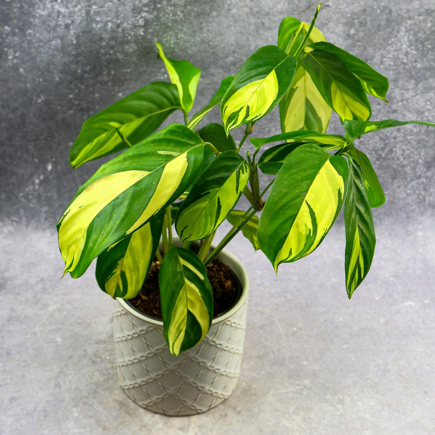Ctenanthe Lubbersiana - View 16 from www redcrocus com