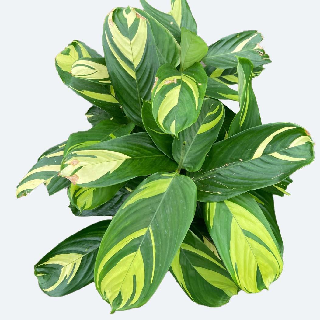 Ctenanthe Lubbersiana - View 18 from www redcrocus com