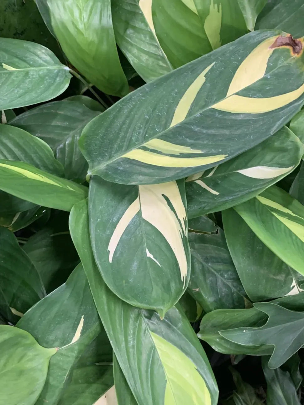 Ctenanthe Lubbersiana - View 5 from www redcrocus com