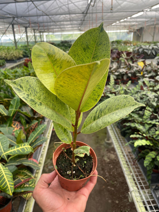 Ficus Shivereana Moonshine - View 10 from www redcrocus com