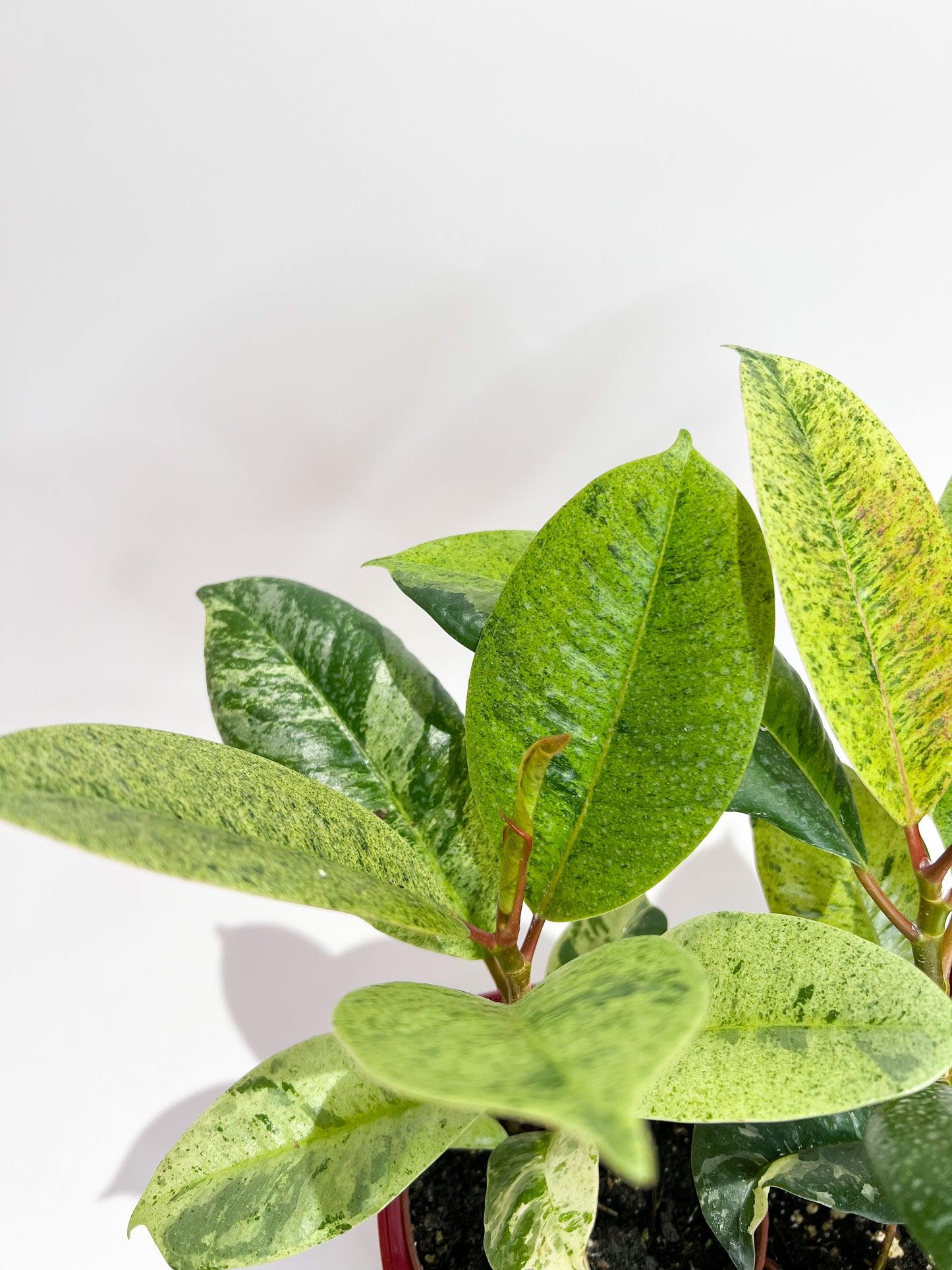 Ficus Shivereana Moonshine - View 11 from www redcrocus com